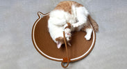 Why Every Cat Parent Needs a Scratching Pad?